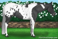 Horse Color:Blue Roan Tobiano Blanket 