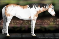 Horse Color:Bay Splash Frame and Bay Dun Splash Frame