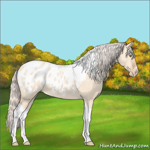 Horse Color:Silver Amber Champagne Roan Dun Splash Tobiano Frame Appaloosa Rabicano 