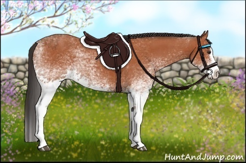 Horse Color:White Spotted Bay Splash and White Spotted Bay Splash