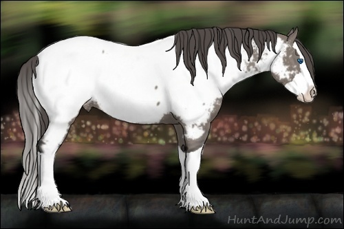 Horse Color:Grullo Splash Near Fewspot 