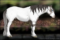 Horse Color:Grullo Splash Near Fewspot 
