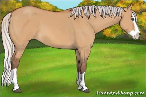 Horse Color:Silver Bay Dun Splash