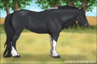 Horse Color:Black Tobiano Varnish