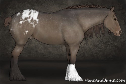 Horse Color:Smoky Grullo Appaloosa 