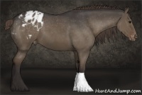 Horse Color:Smoky Grullo Varnish 