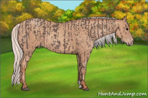 Horse Color:Silver Black  and Silver Classic Champagne 