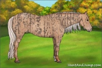Horse Color:Silver Black  and Silver Classic Champagne 