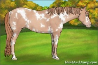 Horse Color:White Spotted Gold Champagne