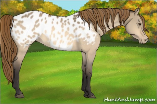 Horse Color:Buckskin Dun Appaloosa 