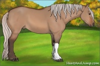 Horse Color:Silver Bay Dun