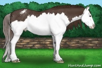 Horse Color:Liver Chestnut Splash Appaloosa Rabicano