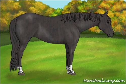 Horse Color:Black  and Smoky Black 