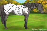Horse Color:Grullo Appaloosa 