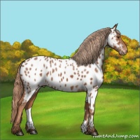 Horse Color:Chestnut Appaloosa