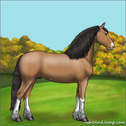 Horse Color:Bay Splash Frame