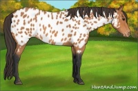 Horse Color:Bay Appaloosa 