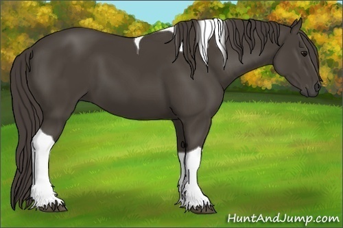 Horse Color:Smoky Black Tobiano 