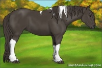 Horse Color:Smoky Black Tobiano 