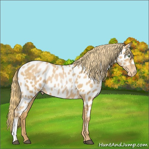 Horse Color:Chestnut Snowdrop Pearl Near Leopard 