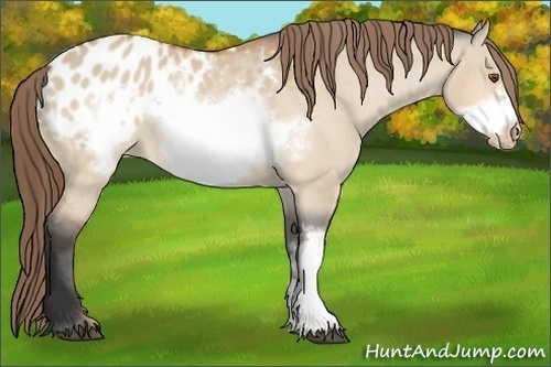 Horse Color:Bay Dun Frame Appaloosa 