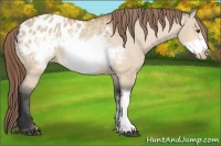 Horse Color:Bay Dun Frame Appaloosa 