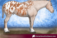 Horse Color:Chestnut Tobiano Appaloosa 