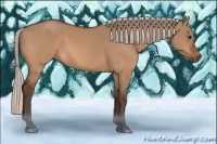 Horse Color:Silver Bay Dun 