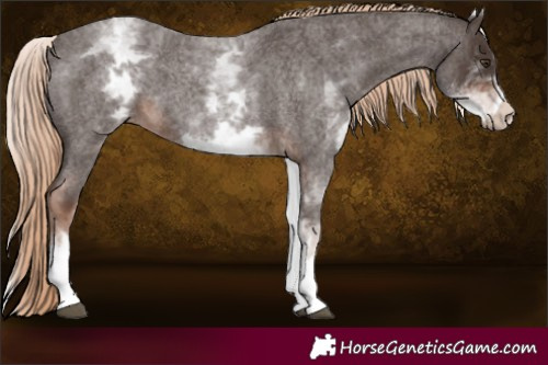 Horse Color:White Spotted Liver Red Roan 
