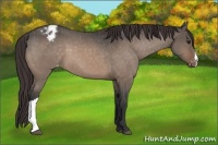 Horse Color:Bay Dun Appaloosa 