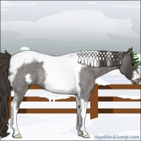 Horse Color:Smoky Blue Roan Tobiano Frame Rabicano 