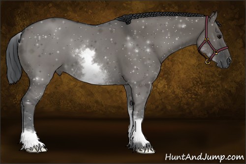 Horse Color:White Spotted Grullo