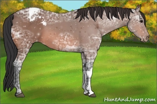 Horse Color:Bay Ice Appaloosa 