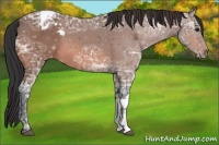 Horse Color:Bay Ice Appaloosa 