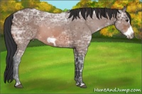 Horse Color:Bay Ice Frame 