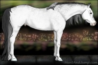 Horse Color:White Spotted Black Appaloosa 