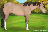 Horse Color:Amber Champagne