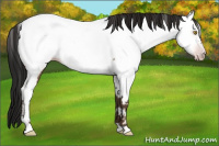 Horse Color:Gray Amber Champagne Appaloosa 