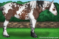 Horse Color:Bay Roan Splash Tobiano