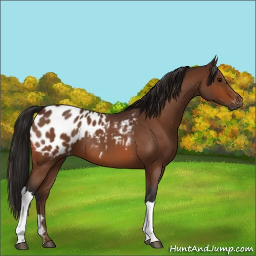 Horse Color:Gray Bay Roan Appaloosa 