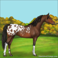 Horse Color:Gray Bay Roan Appaloosa 