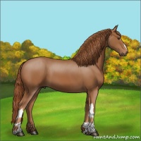 Horse Color:Chestnut 