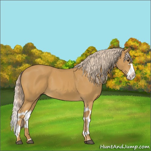 Horse Color:Palomino Splash 