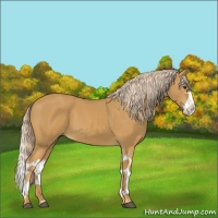 Horse Color:Palomino Splash 