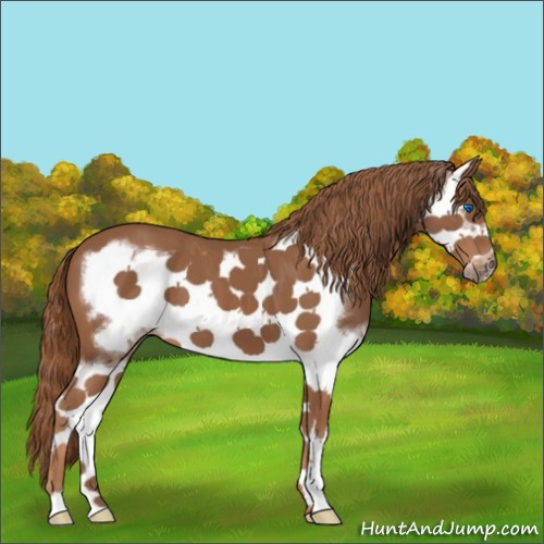 Horse Color:Chestnut Splash Frame