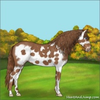 Horse Color:Chestnut Splash Frame 