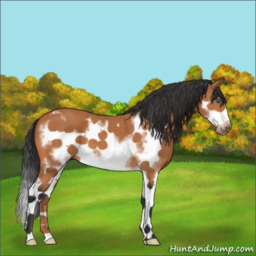 Horse Color:Bay Splash Frame