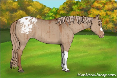 Horse Color:Red Dun Appaloosa 