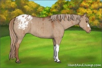 Horse Color:Red Dun Blanket Brindle 