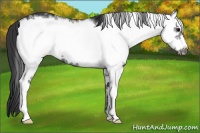Horse Color:White Spotted Black Frame 